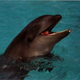 Image for article titled Ten Strange Animal Hybrids